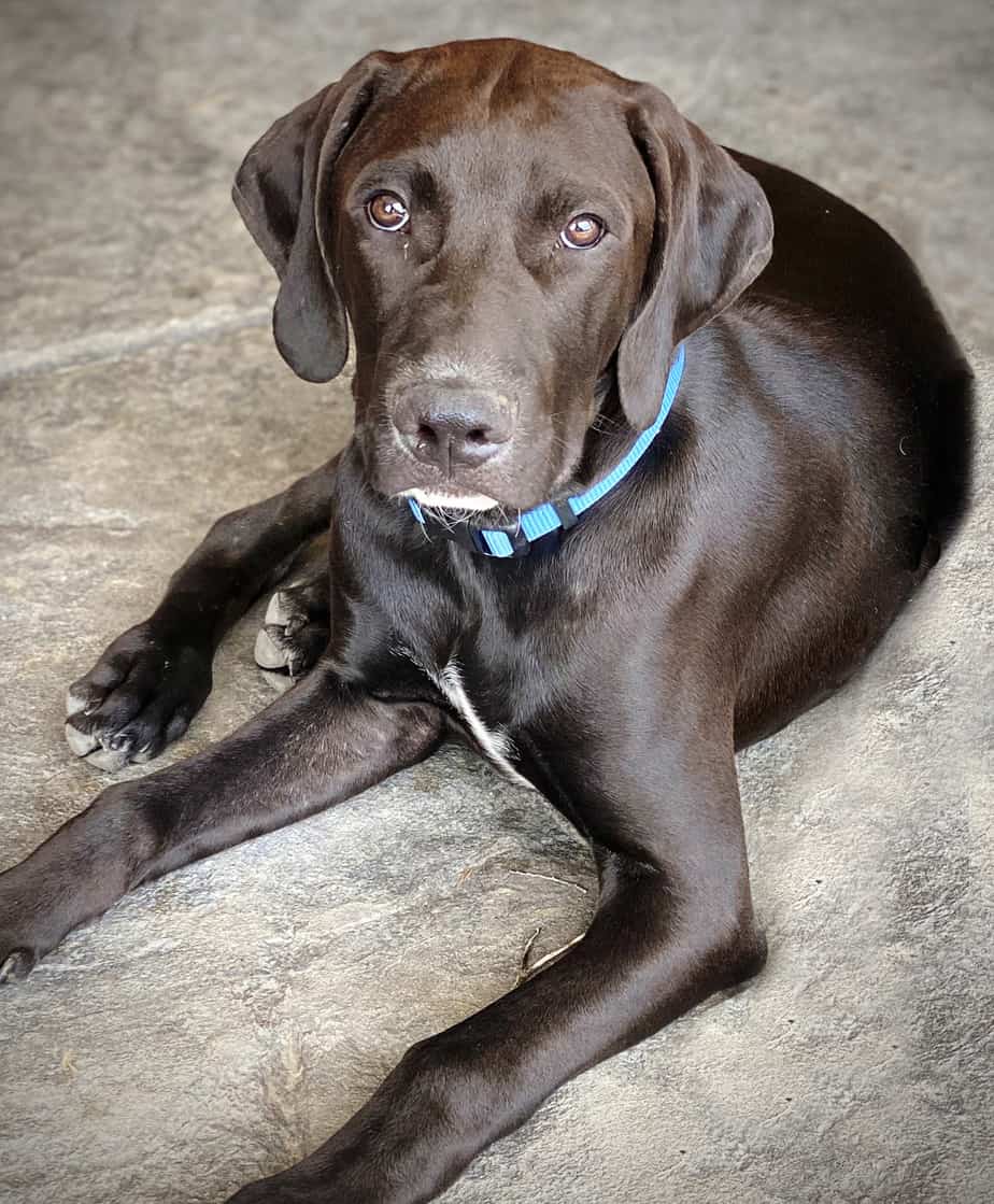 How Big Do Lab Hound Mixes Get