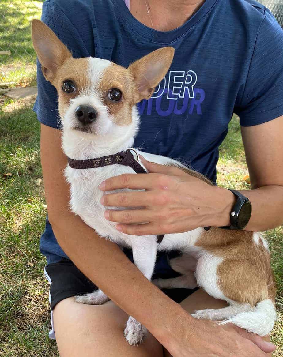 Gizmo Argos, A Shelter Dog Rescue