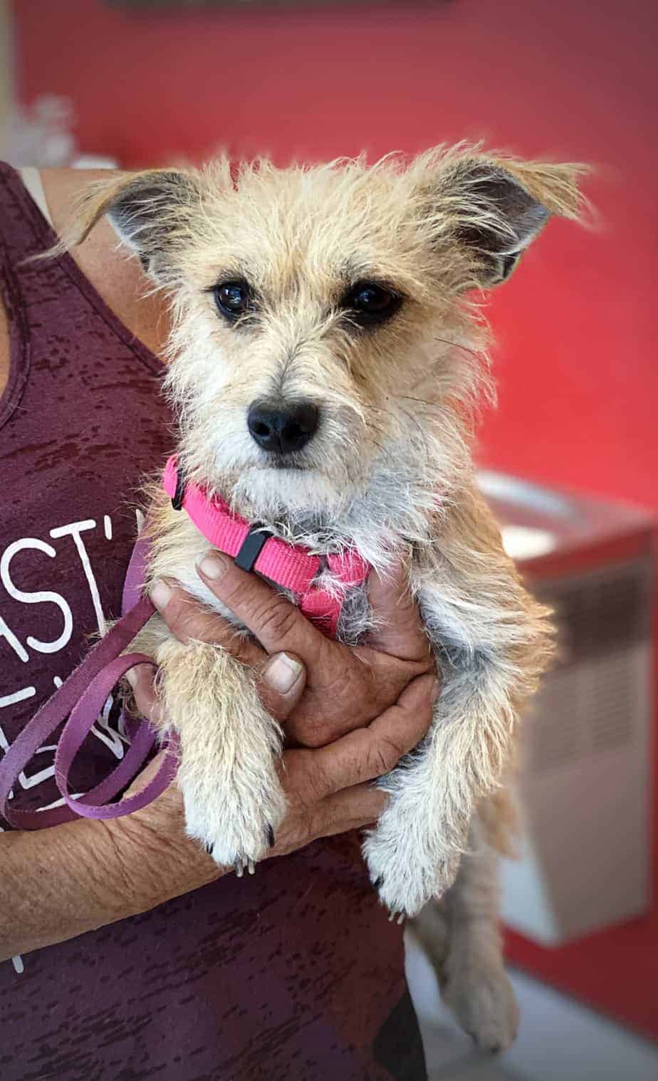 Princess Suki Argos, A Shelter Dog Rescue