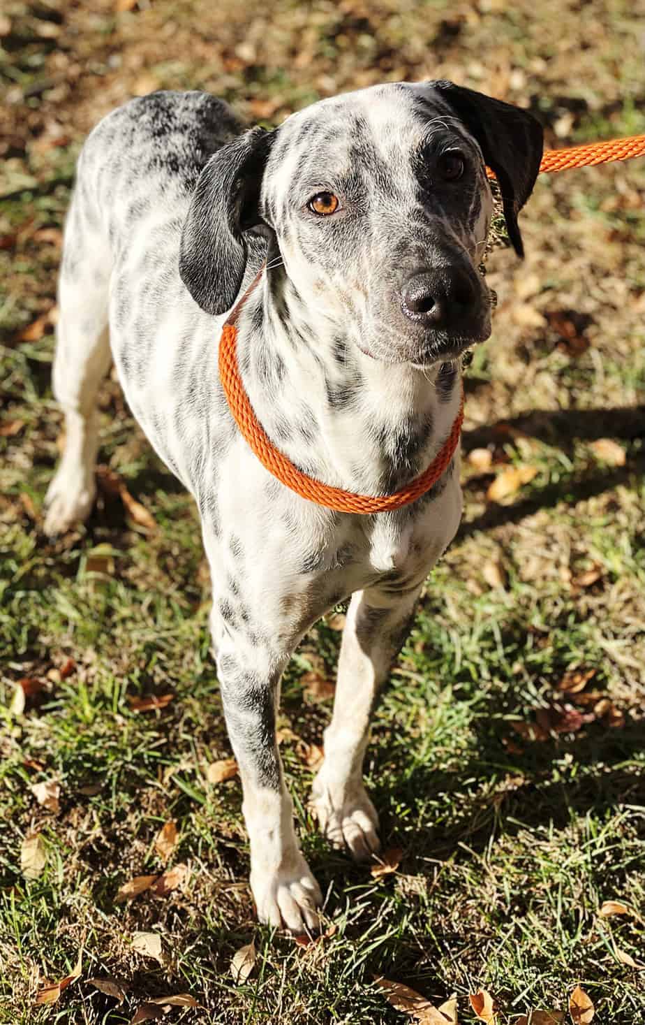 Scotty Argos, A Shelter Dog Rescue