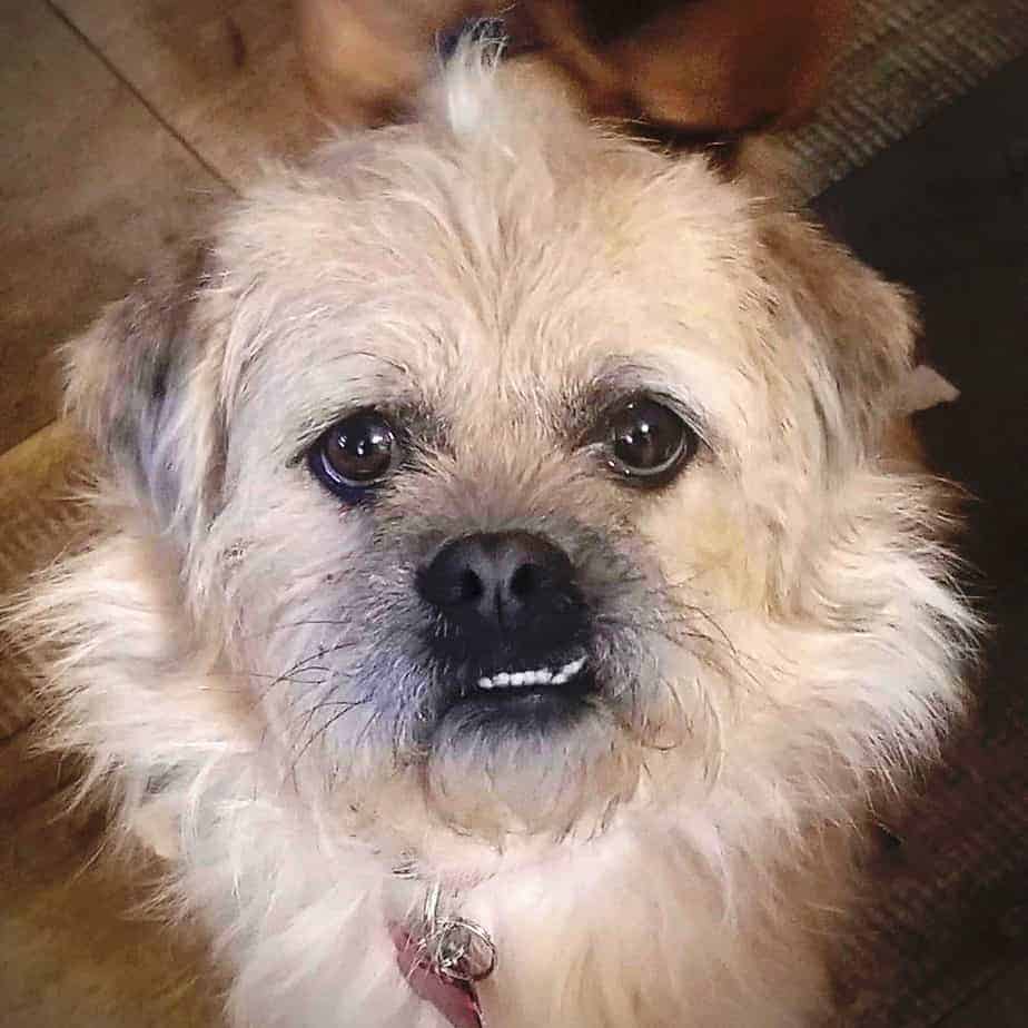 Benji Argos, A Shelter Dog Rescue