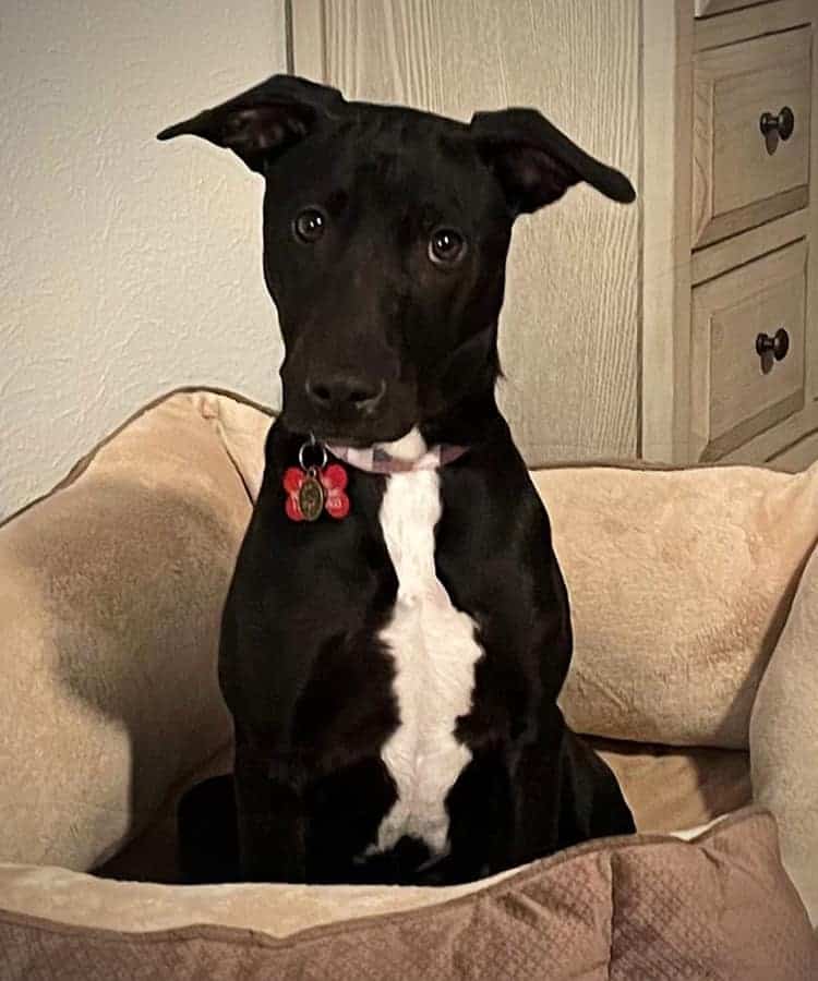 Tilly Argos, A Shelter Dog Rescue