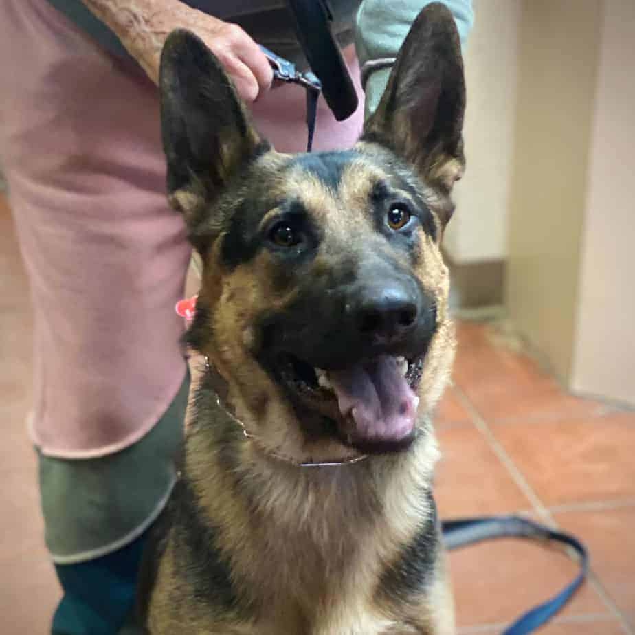 Kramer Argos, A Shelter Dog Rescue