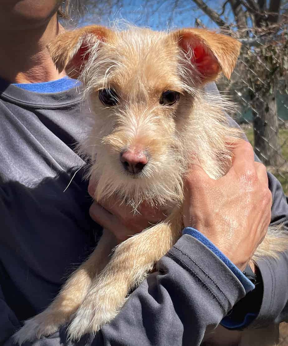 Baxter Argos, A Shelter Dog Rescue