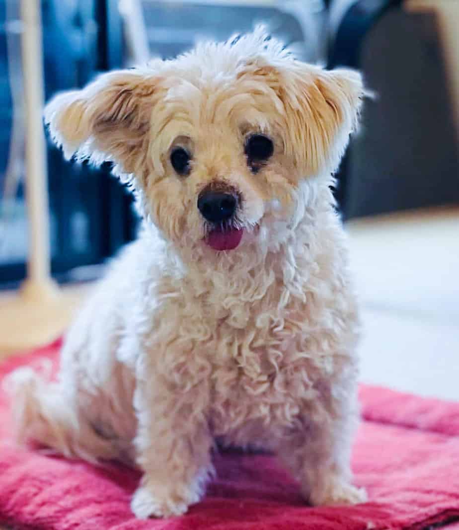 Button Argos, A Shelter Dog Rescue