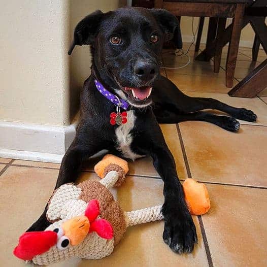 Roxy Argos, A Shelter Dog Rescue