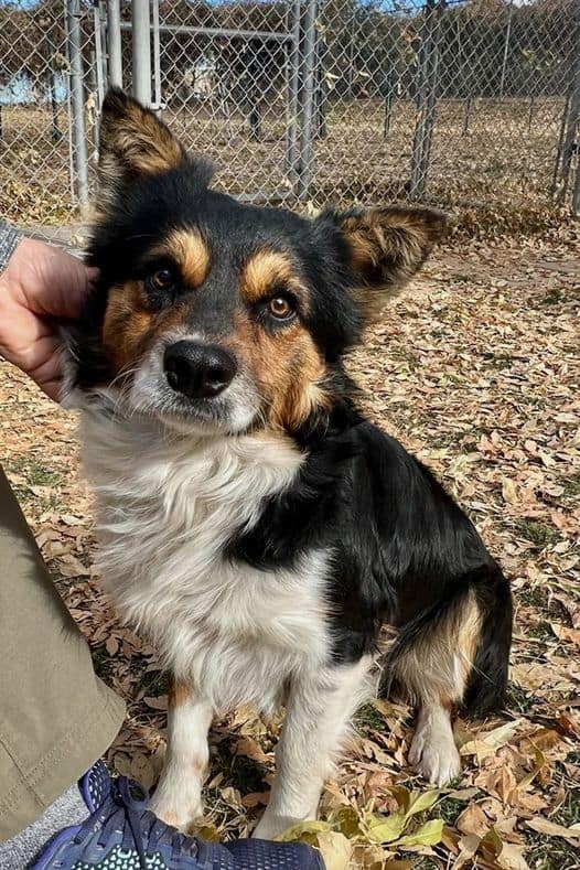 Caesar Argos, A Shelter Dog Rescue