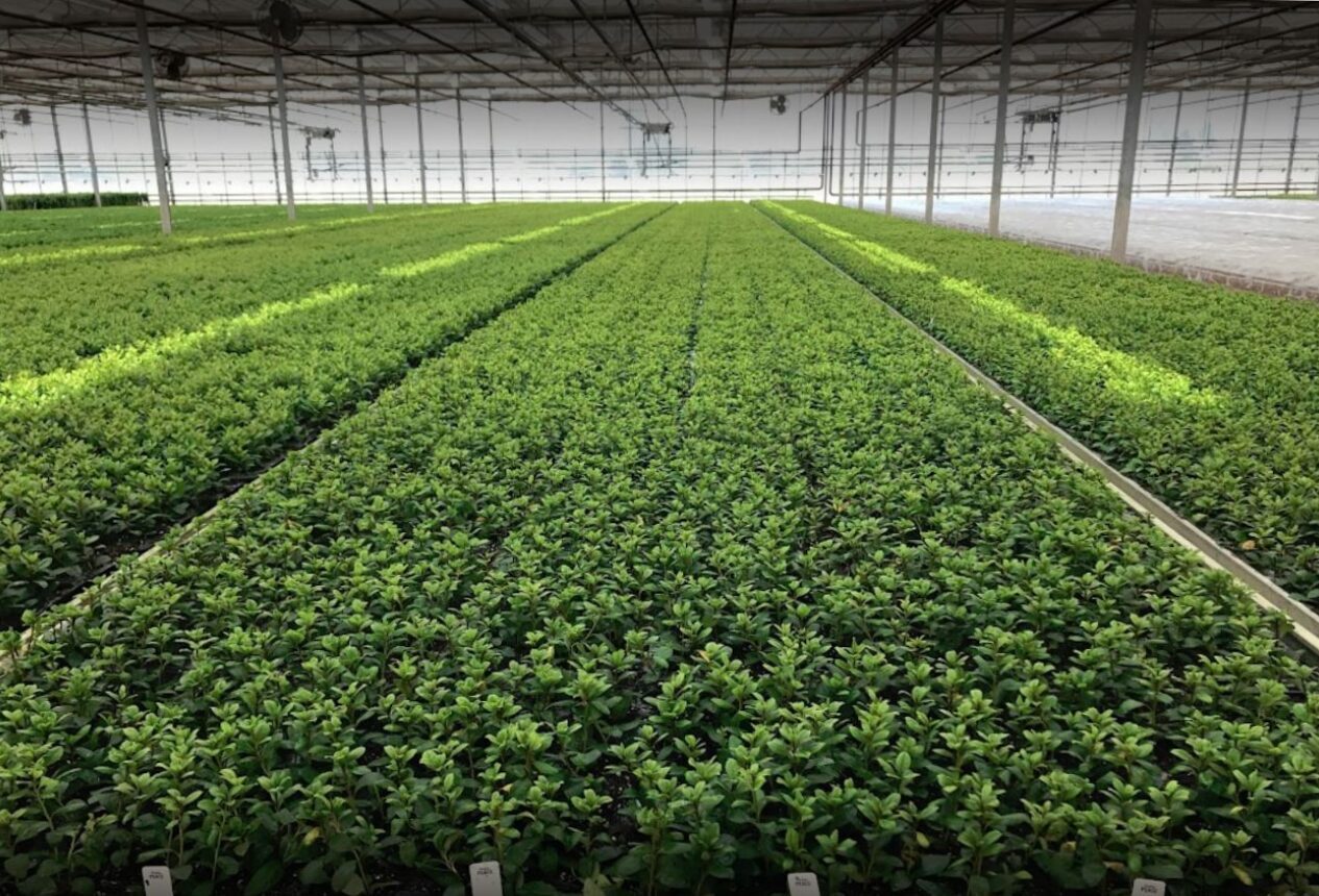 Woodburn Nursery & Azaleas Argus