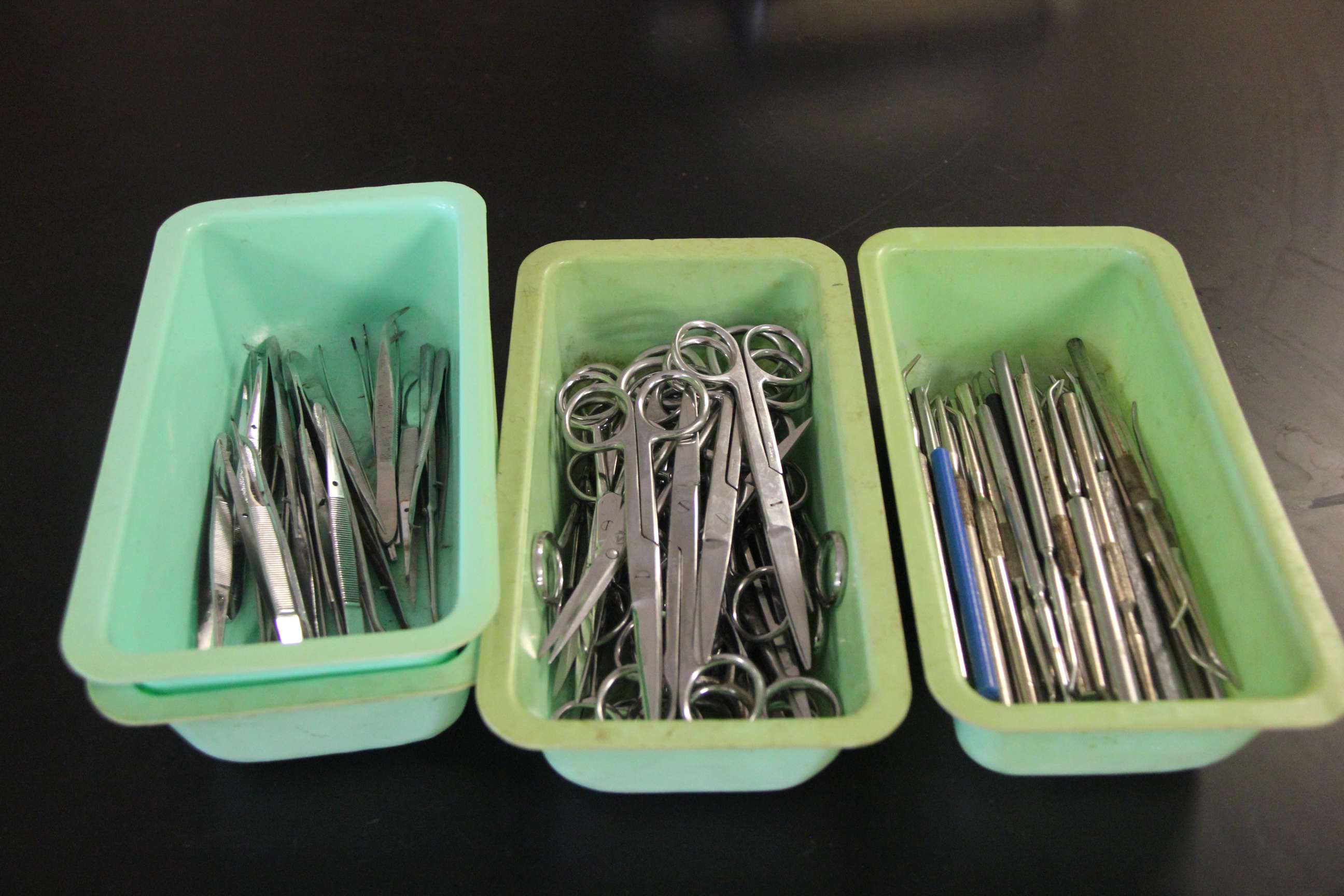 Anatomy and Physiology students dissect cow eyeballs THE ALGONQUIN