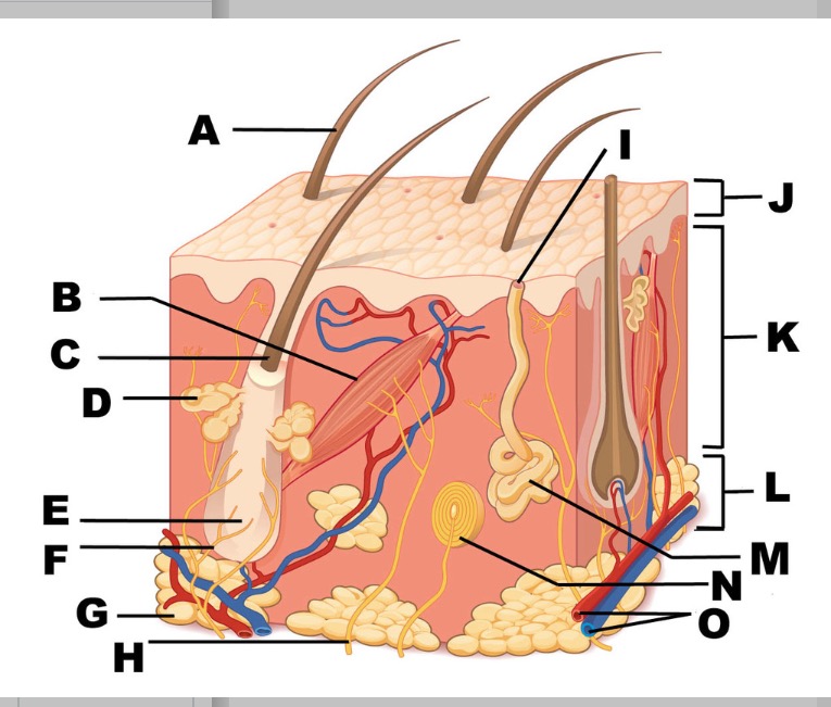 Integumentary system blog post/ And how Tattoos Work Anatomy and