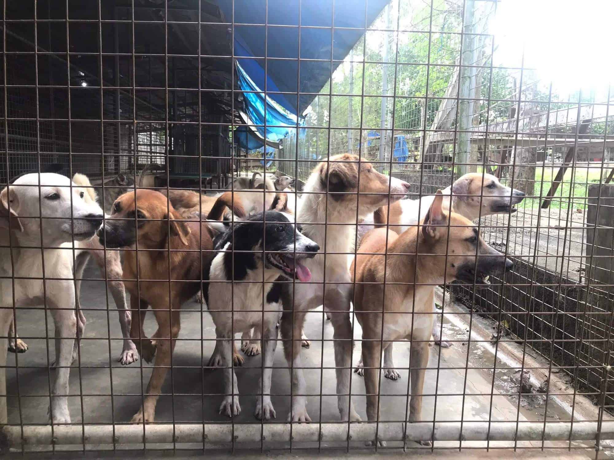 It’s High Time We Treat Man’s Best Friend as Our Best Friend ariel