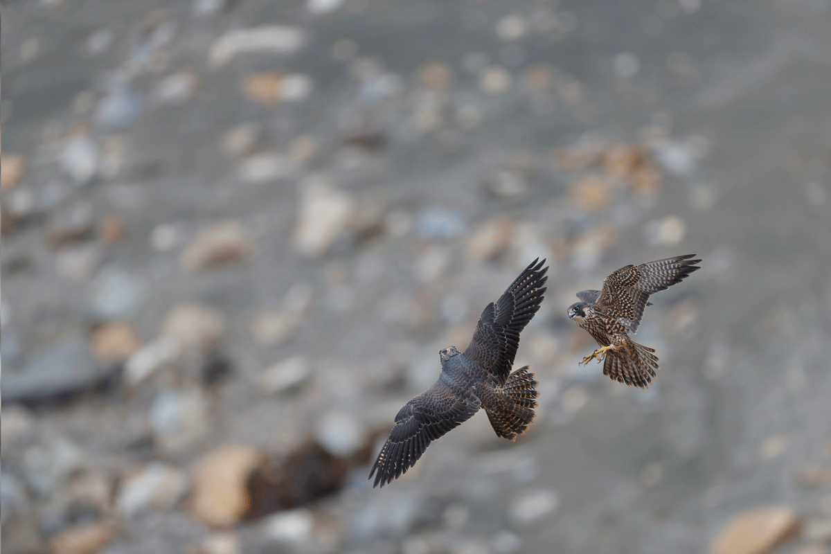 Canon 1D X Mark II field review Ari Hazeghi Photography