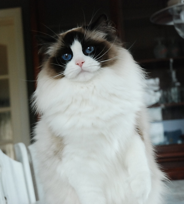 Ragdoll Cattery Ariokkierags Ragdoll kittens te koop