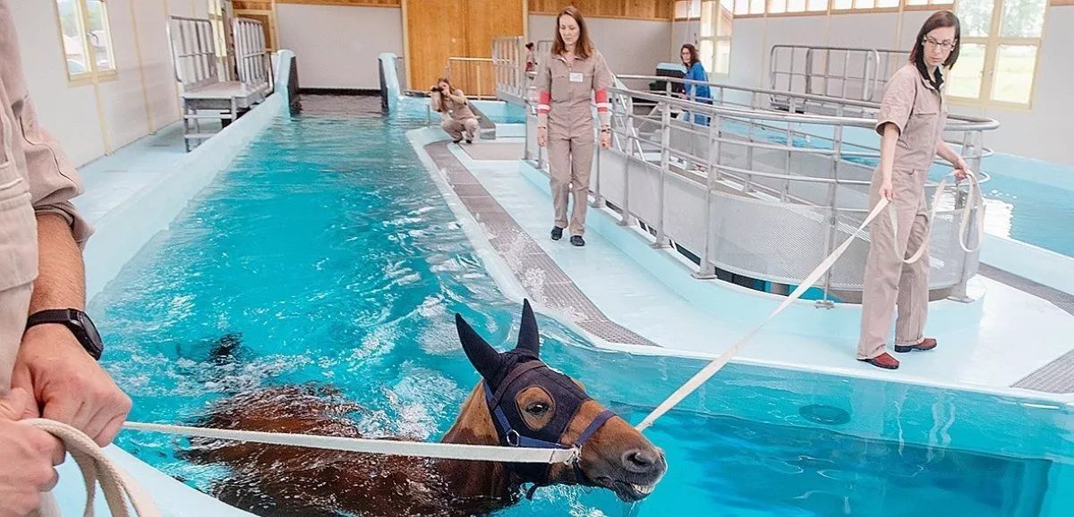 Introduction to balneotherapy for athlete horses Arioneo