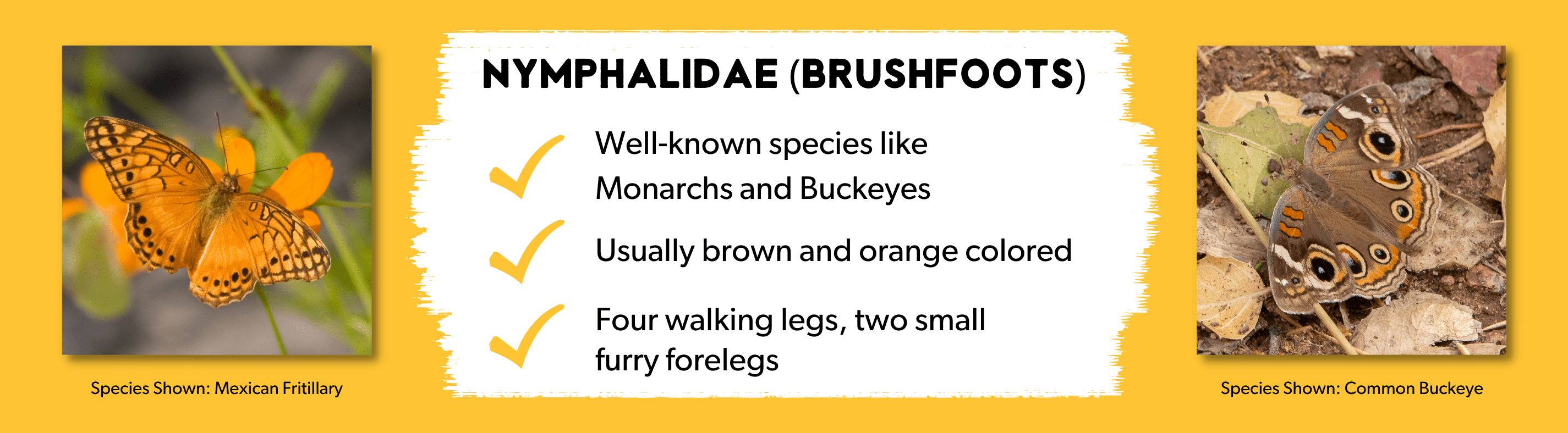 Arizona Butterfly Guide AZ State Parks Arizona State Parks