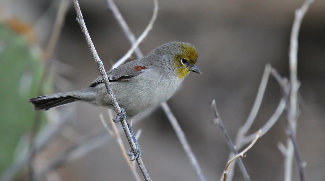 verdin Arizona Bird Watcher