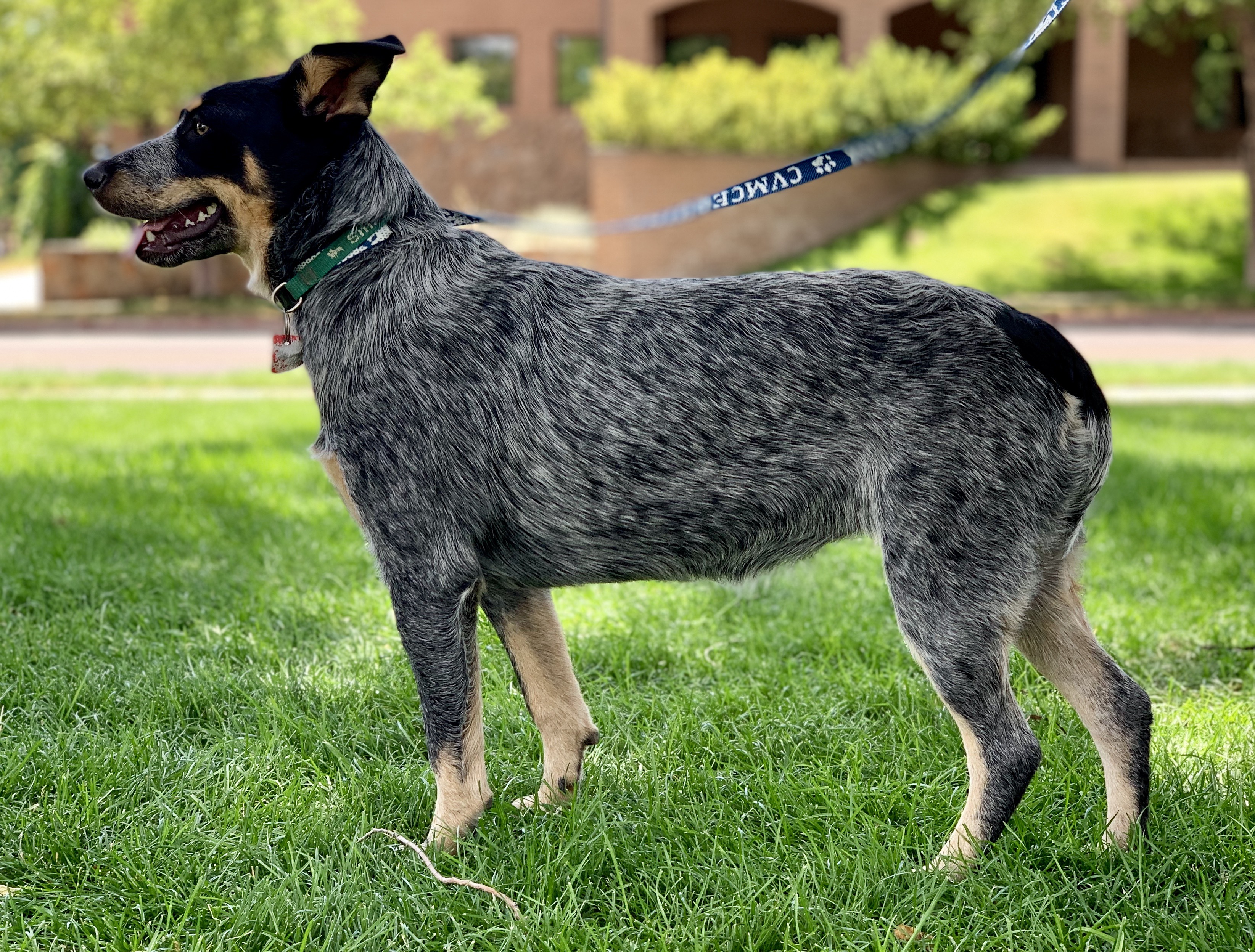 IMG_4268 Arizona Cattle Dog Rescue