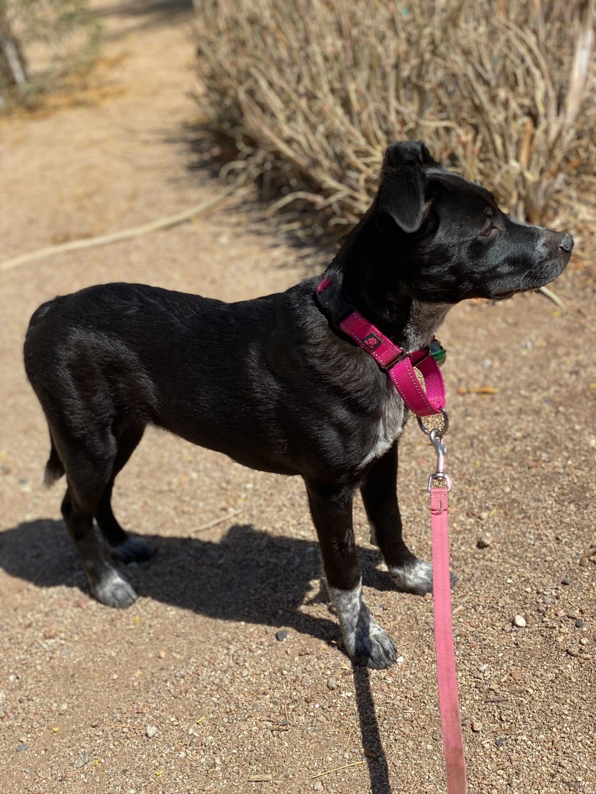 Sunny Rae - 18 Week Old Female ACD mix ADOPTED - Arizona Cattle Dog Rescue