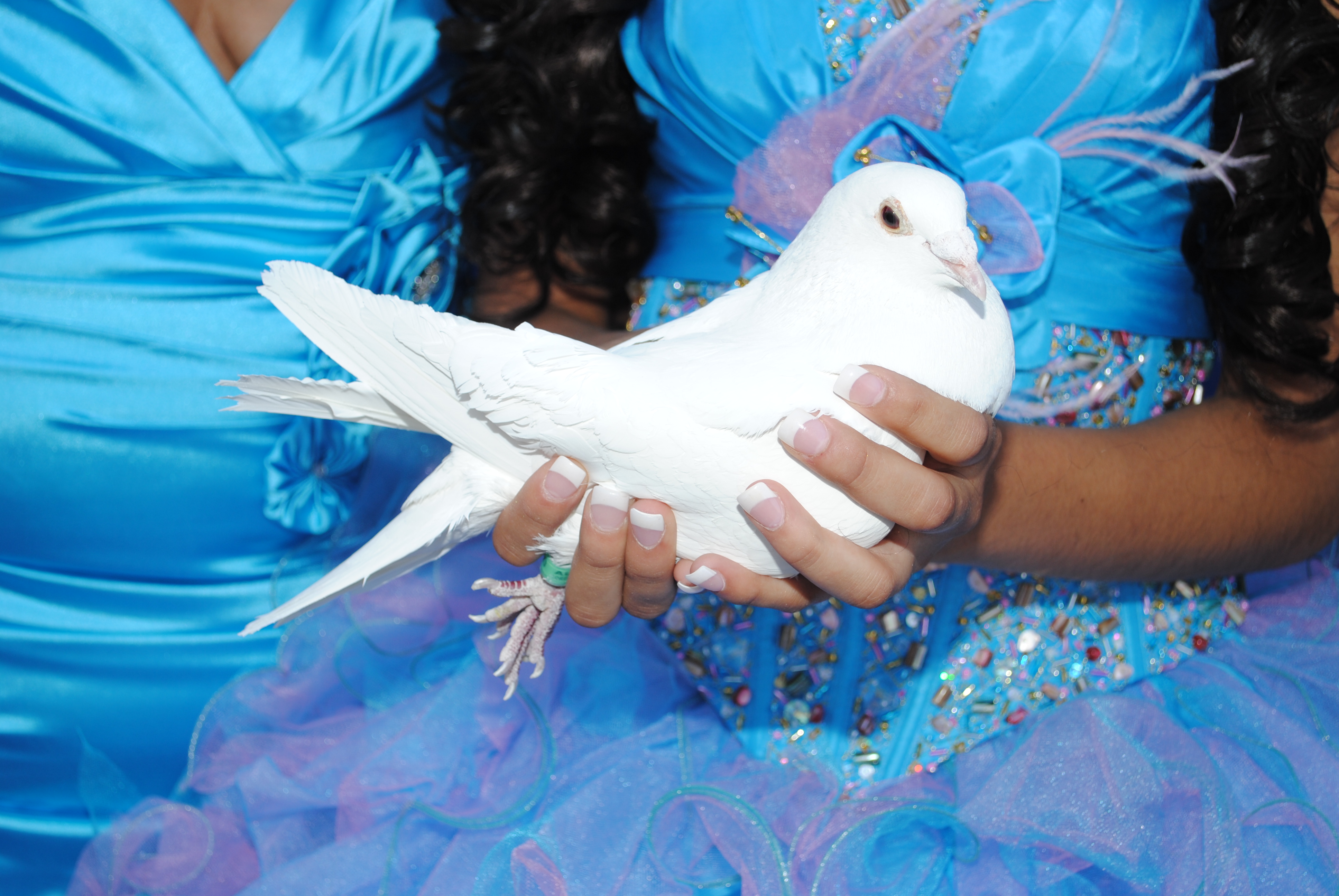 Arizona Doves Quinceanera White Doves Gallery in Phoenix AZ