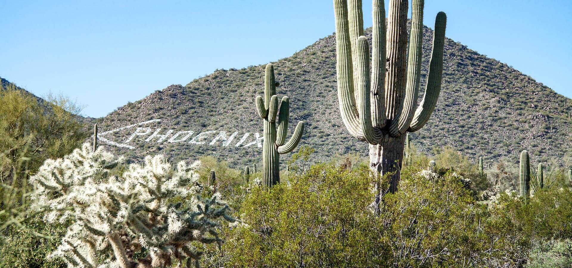 HeaderPhoenixCactus The Arizona Group