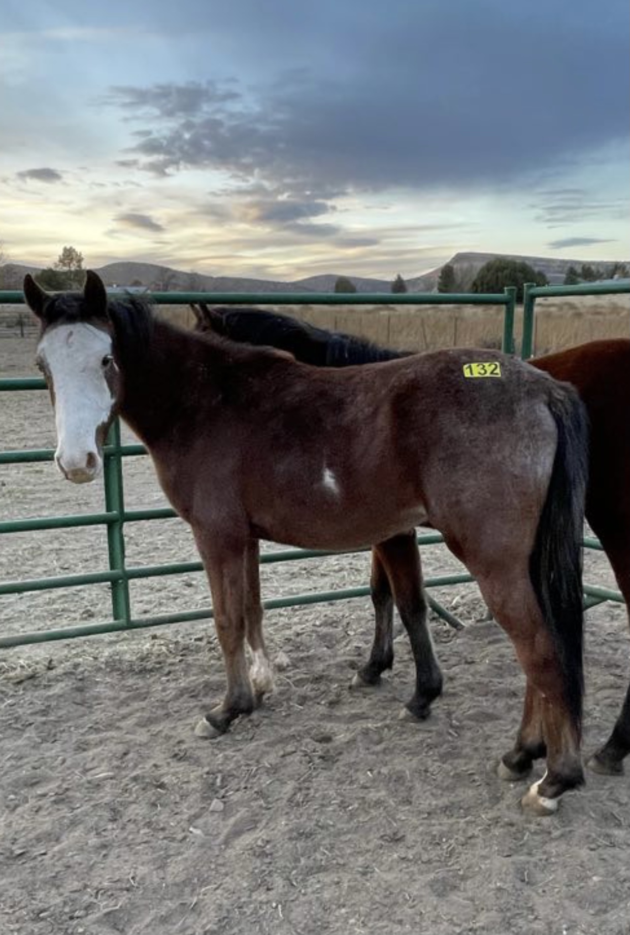 Horses Arizona Kill Pen