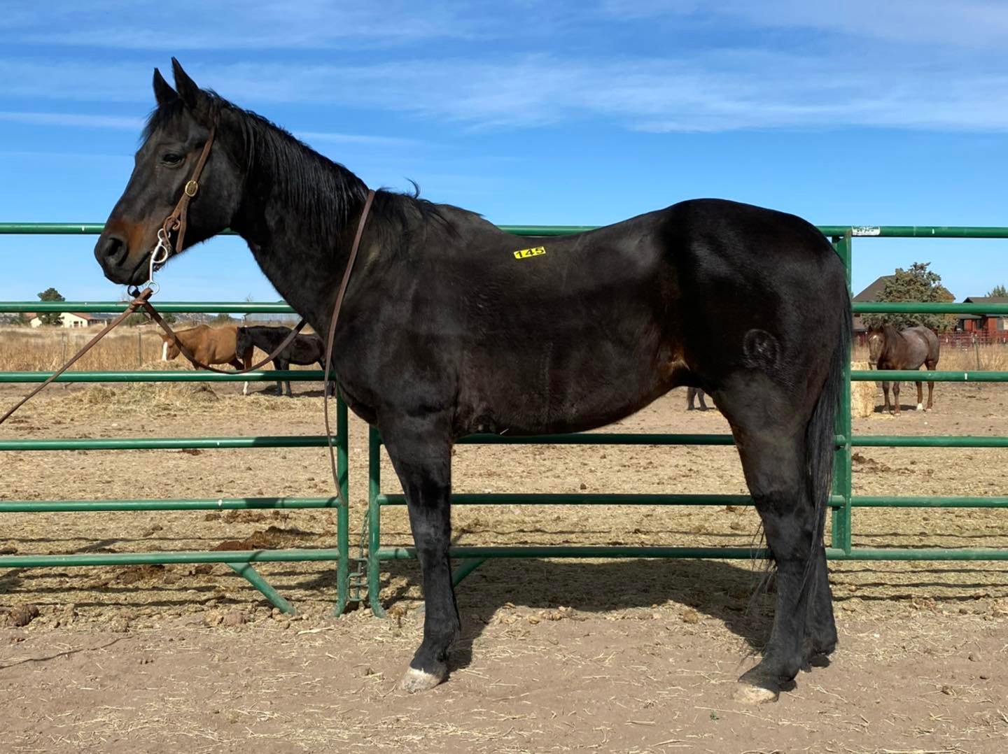 Horses Arizona Kill Pen