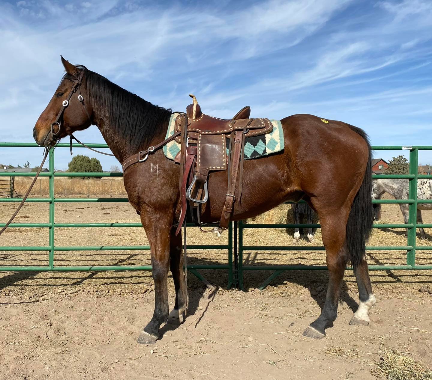 Horses Arizona Kill Pen
