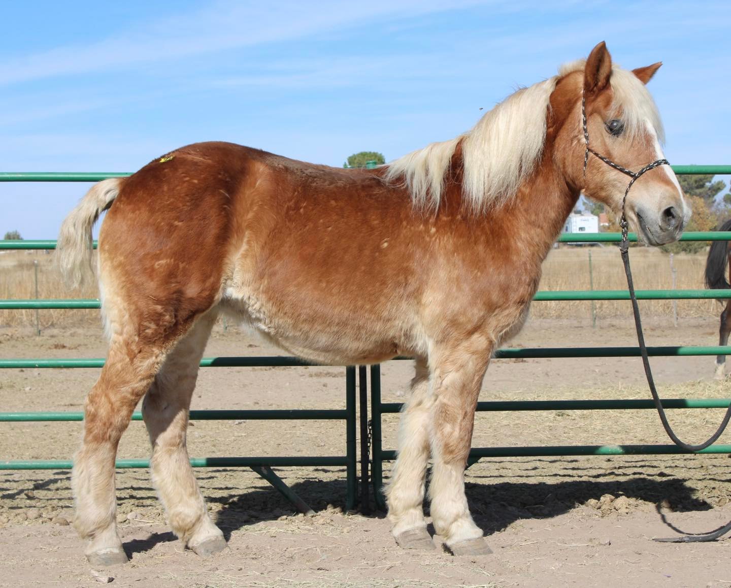 Horses Arizona Kill Pen