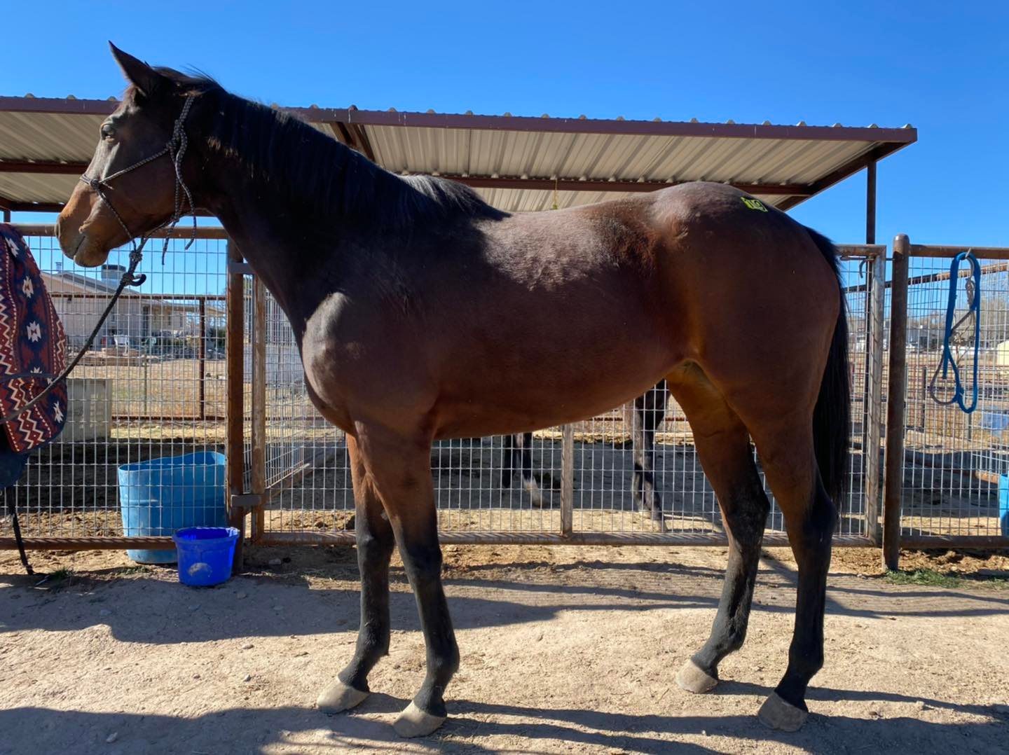 Horses Arizona Kill Pen
