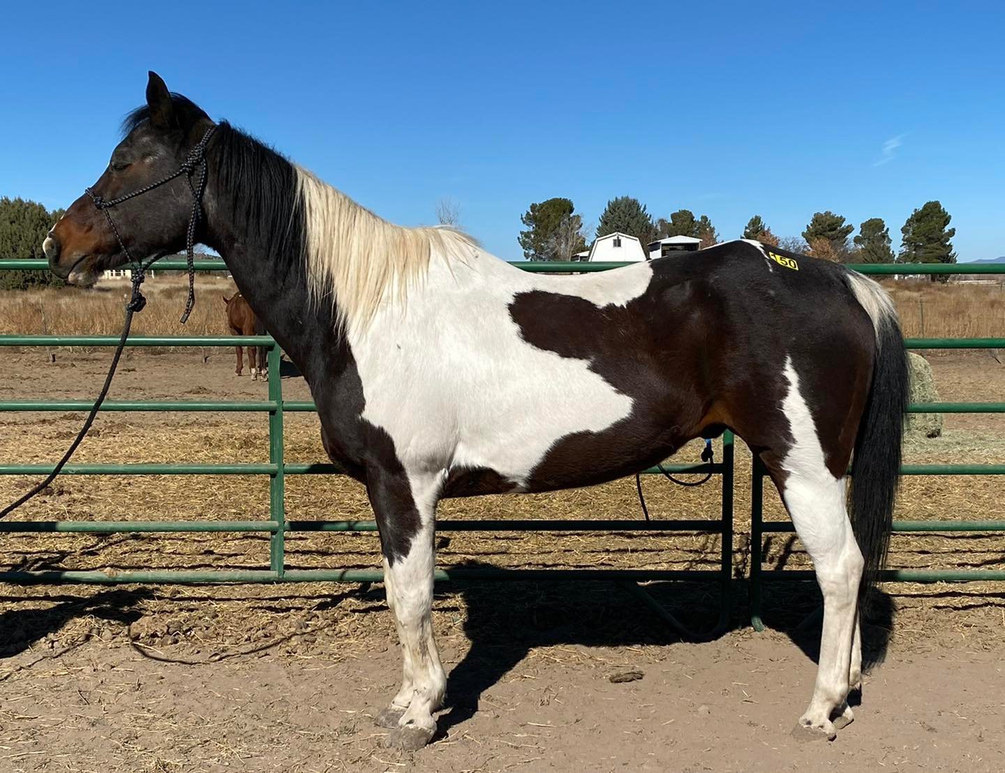 Horses Arizona Kill Pen