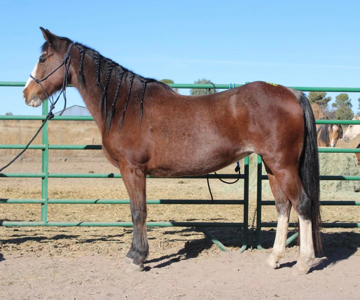 Horses Arizona Kill Pen