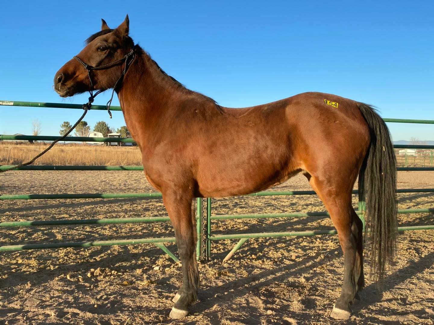 Horses Arizona Kill Pen