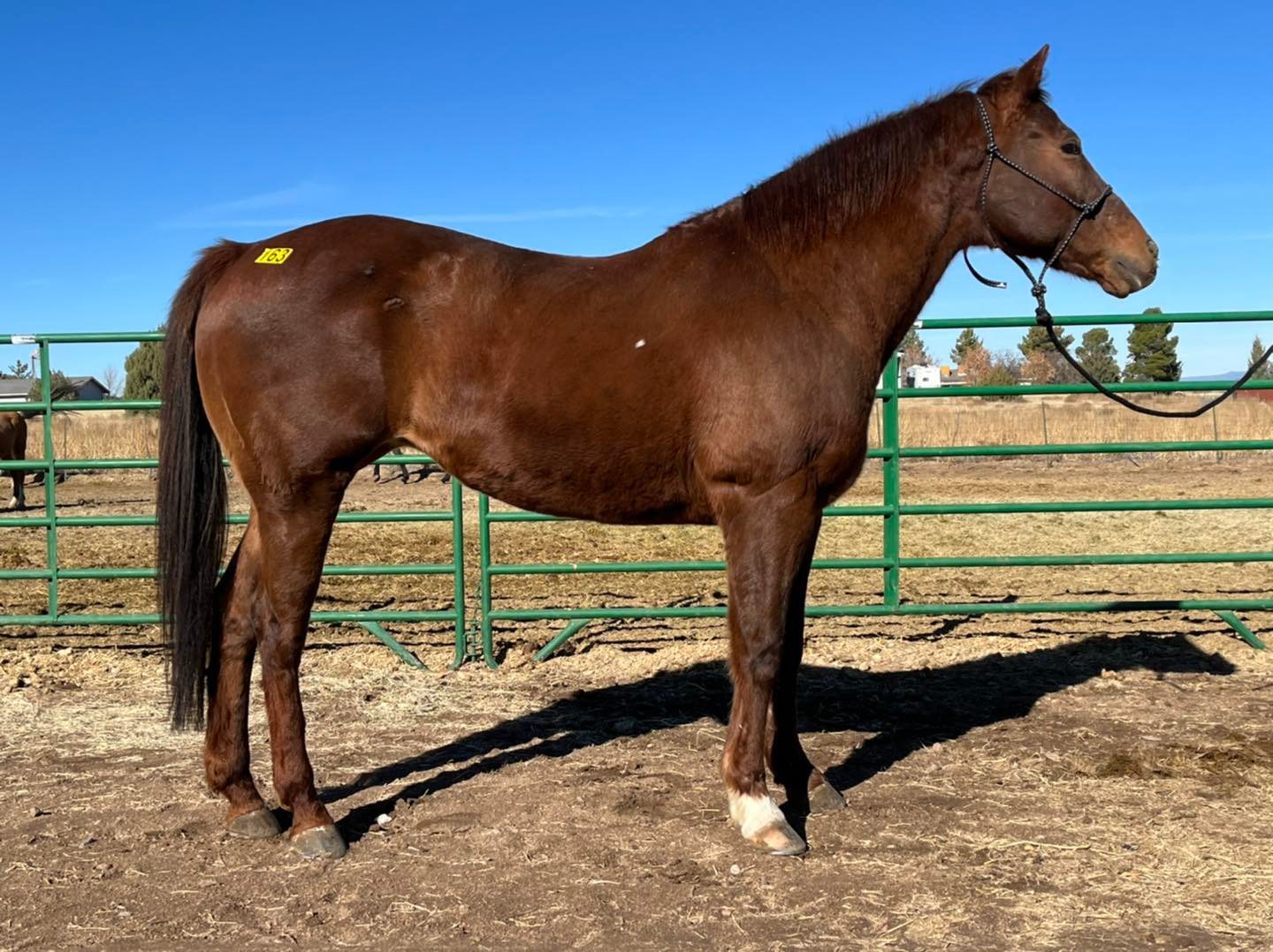Horses Arizona Kill Pen