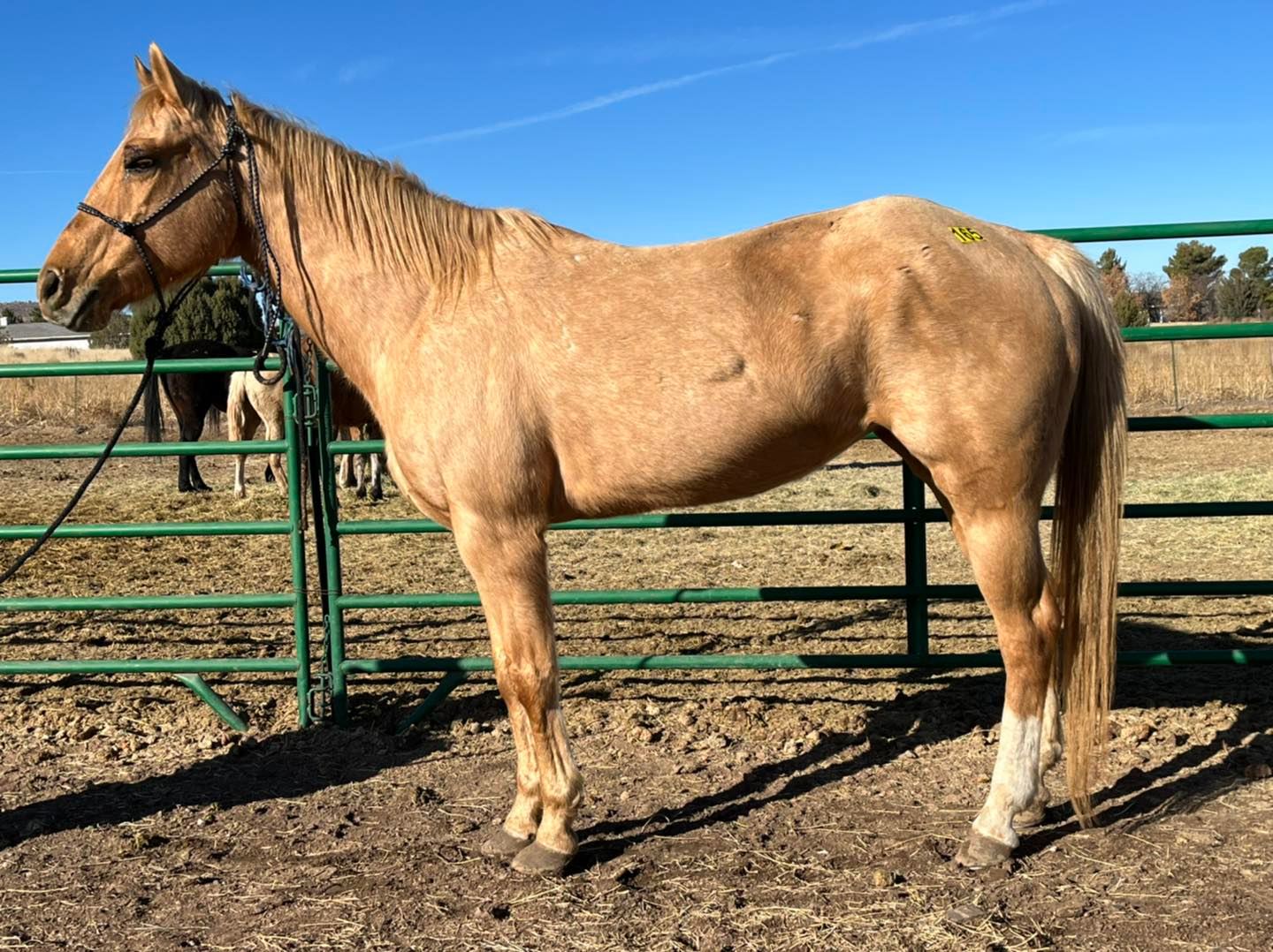Horses Arizona Kill Pen