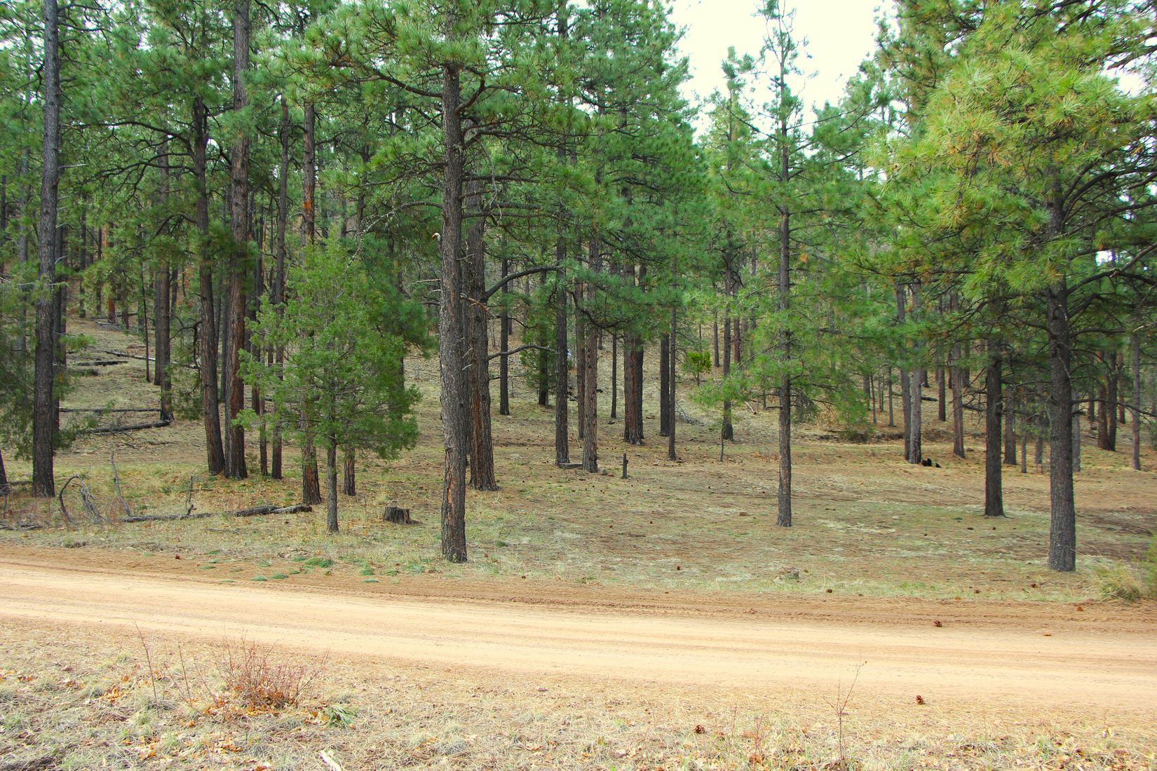 Apache County Historic Nutrioso Arizona Land for Sale