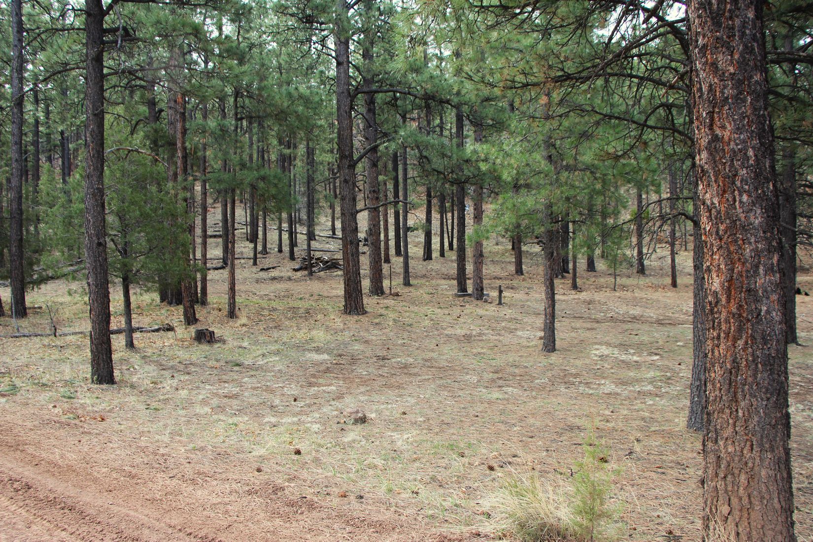 Apache County Historic Nutrioso Arizona Land for Sale