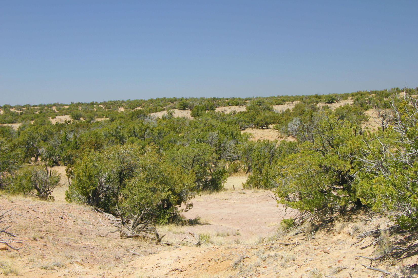 Saint Johns 37 Acre High Country Ranch Retreat Arizona Land for Sale