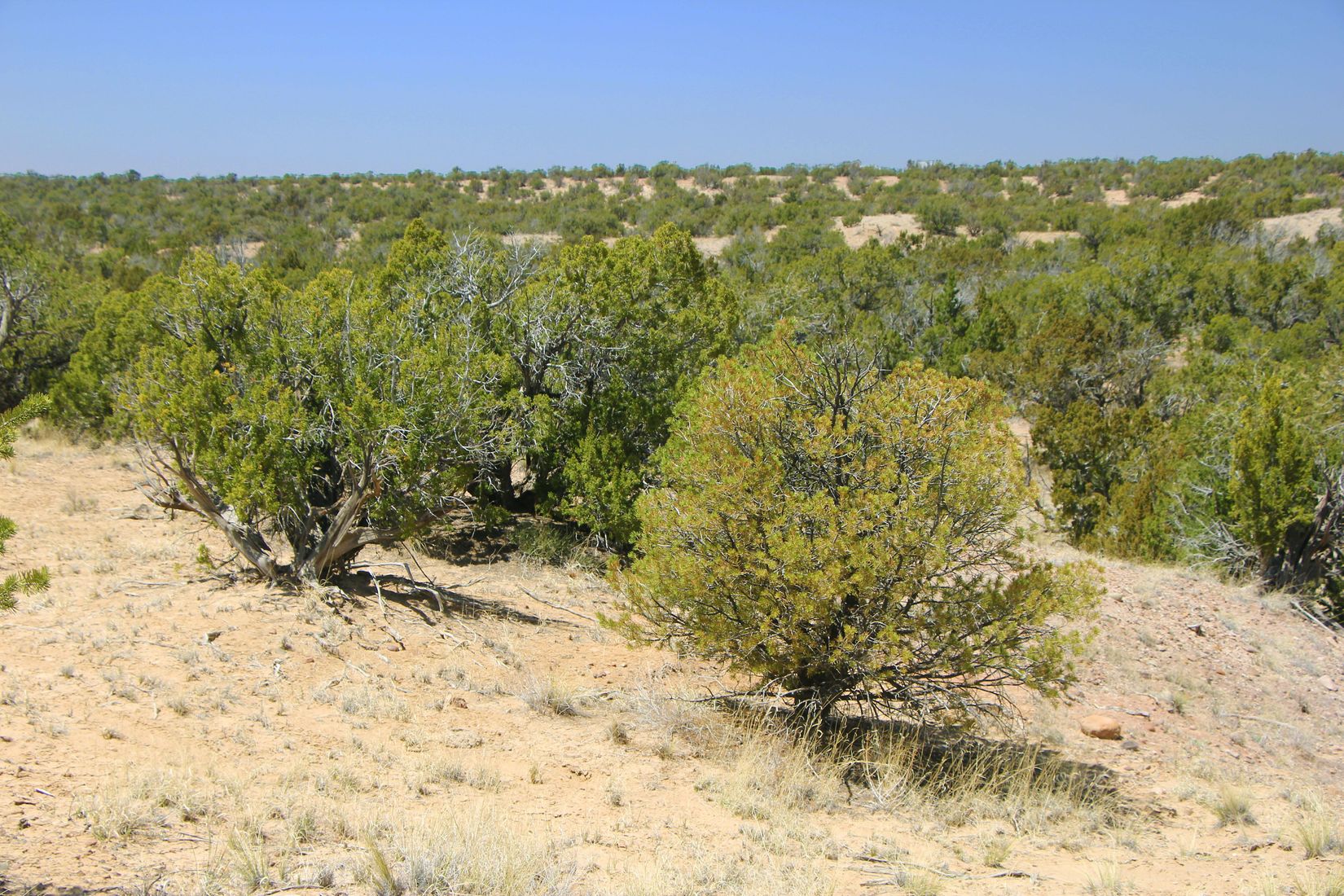 Saint Johns 37 Acre High Country Ranch Retreat Arizona Land for Sale