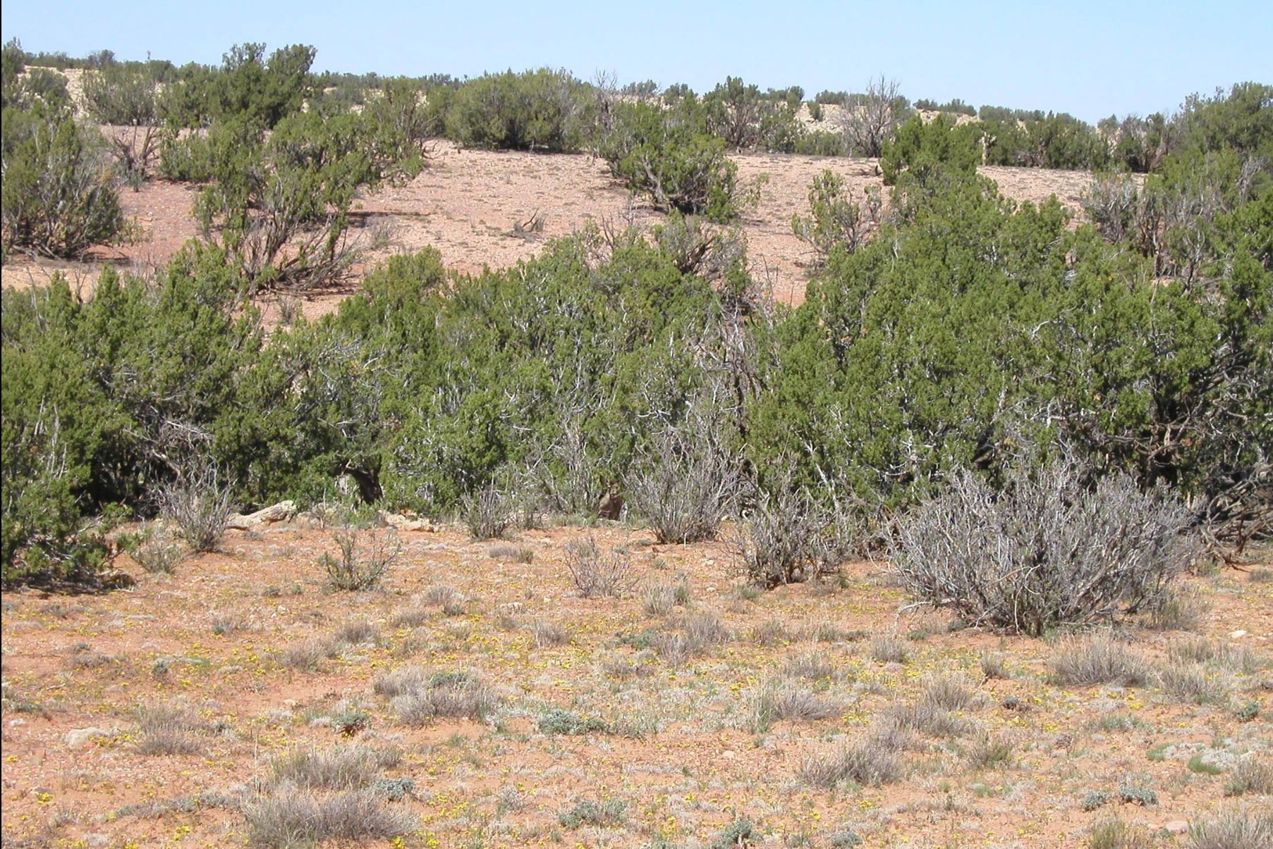 Black Canyon Creek Ranch Arizona Land for Sale