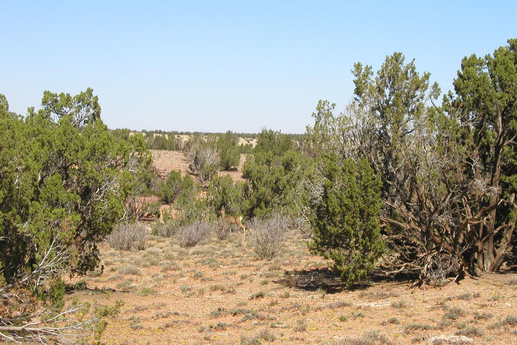 Black Canyon Creek Ranch Arizona Land for Sale