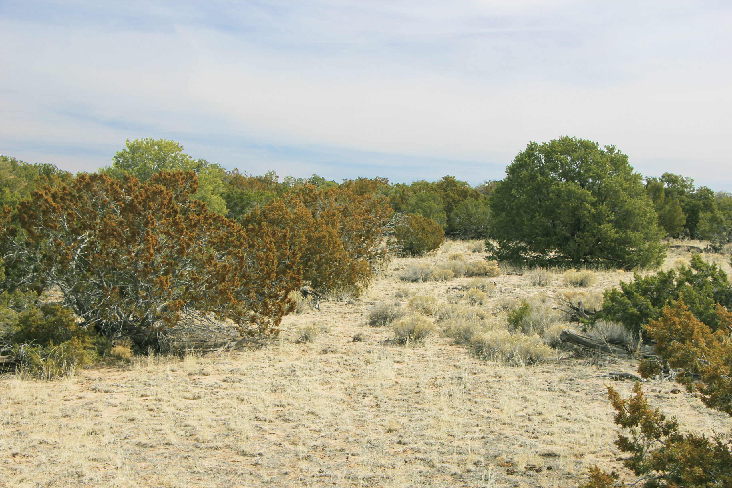 Northern AZ Ranch Homestead Arizona Land for Sale
