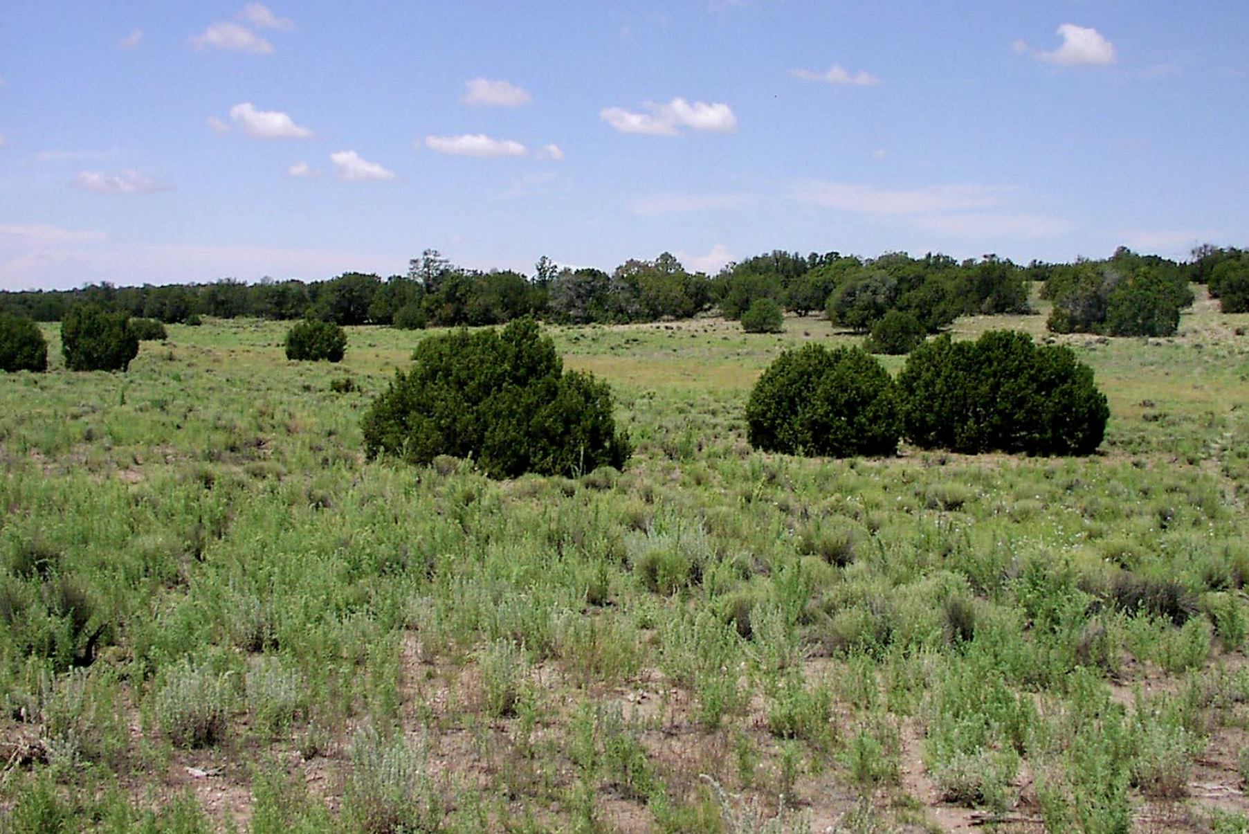 Northern AZ Ranch Homestead Arizona Land for Sale