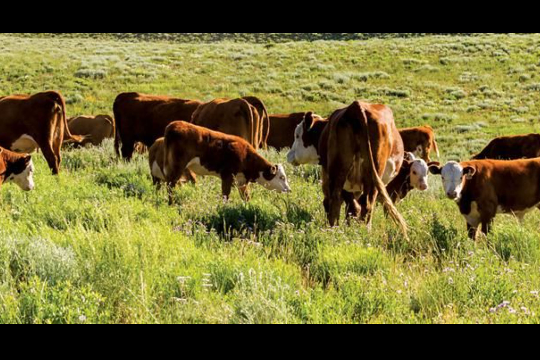 Ultimate Seclusion on 37 Acre Northern AZ Ranch Arizona Land for Sale