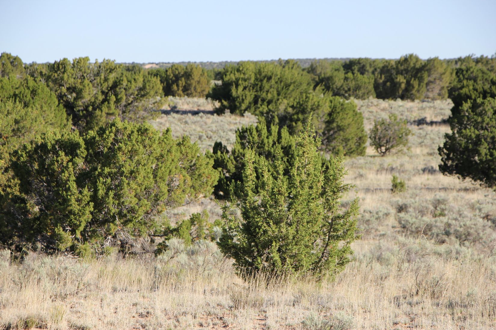 Best Buys Arizona Land for Sale