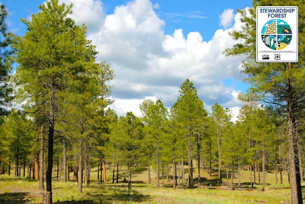 Happy Jack Ranch in Happy Jack Arizona