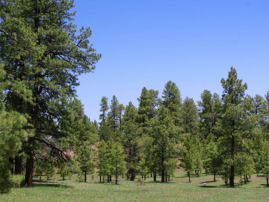 Arizona Pine Properties Land for Sale in Arizona