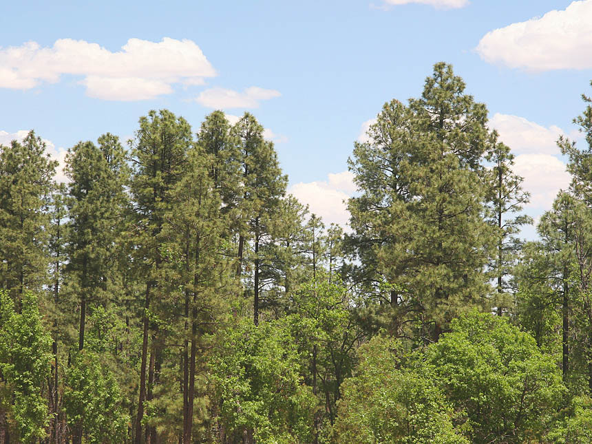 Photo Album Arizona Land for Sale