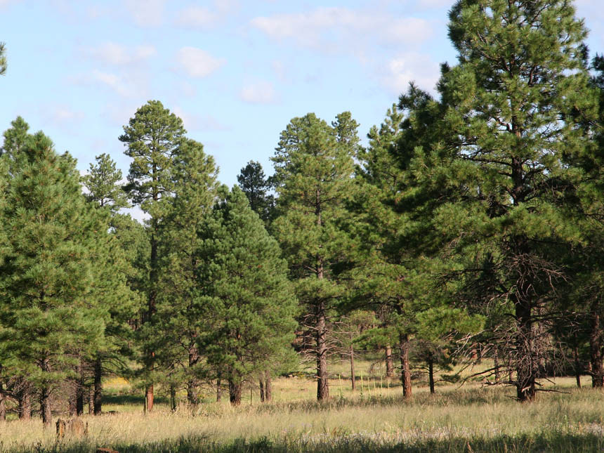 Photo Album Arizona Land for Sale