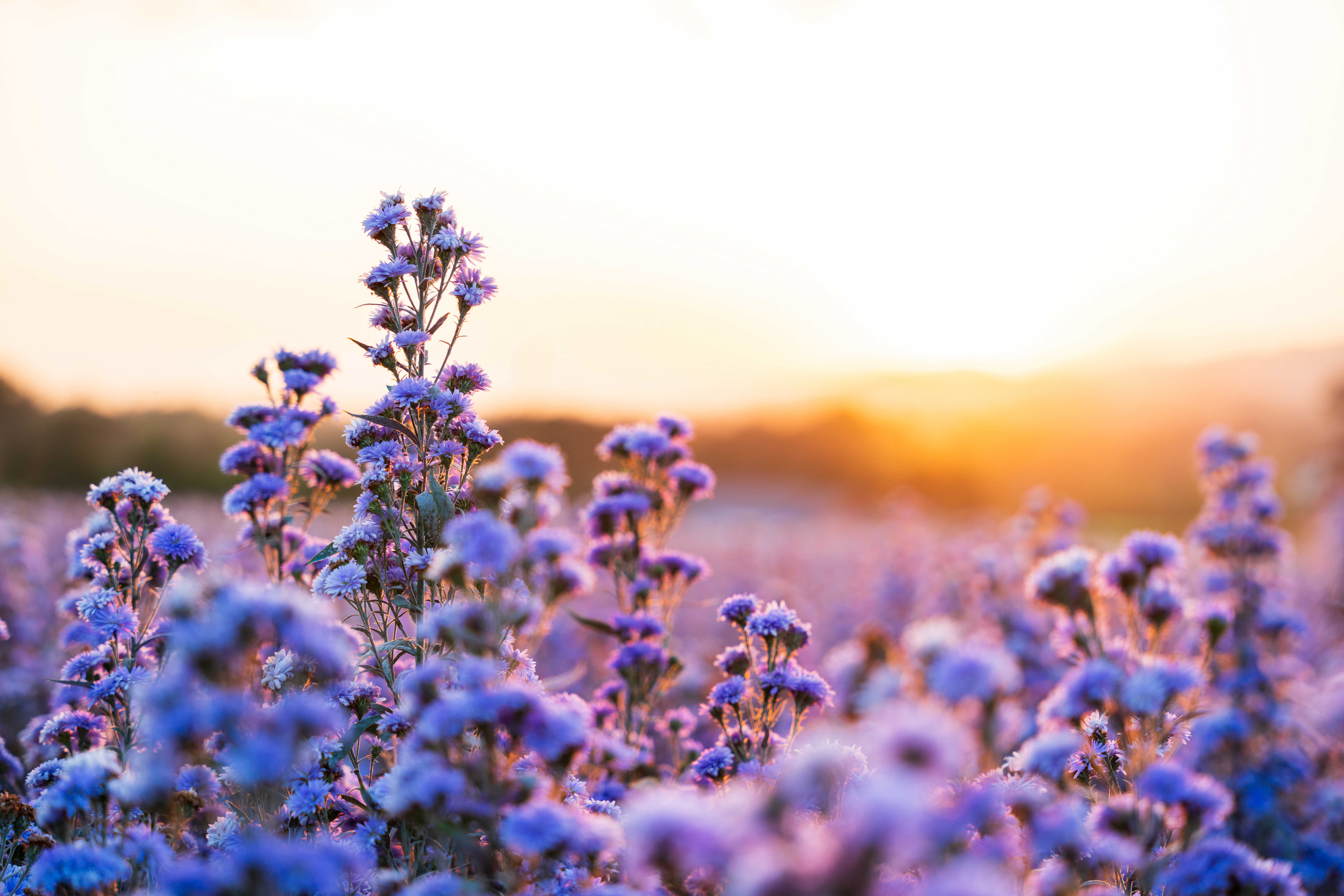 Arizona Online Cremations