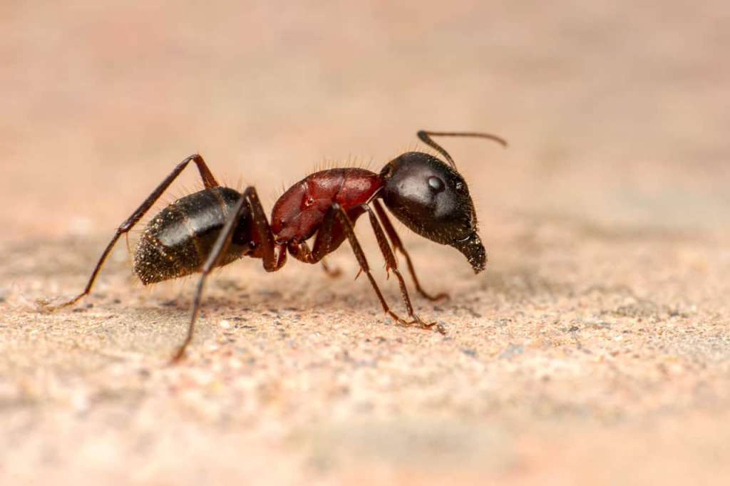 Deadliest Bugs In Arizona AZ Pest Solutions